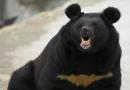 Гималайский медведь: фото, описание, среда обитания и образ жизни животного Как выглядит гималайский медведь